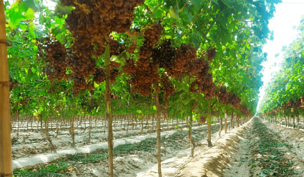 Unlocking the Opportunity Importing Premium Egyptian Fruits into Qatari Market